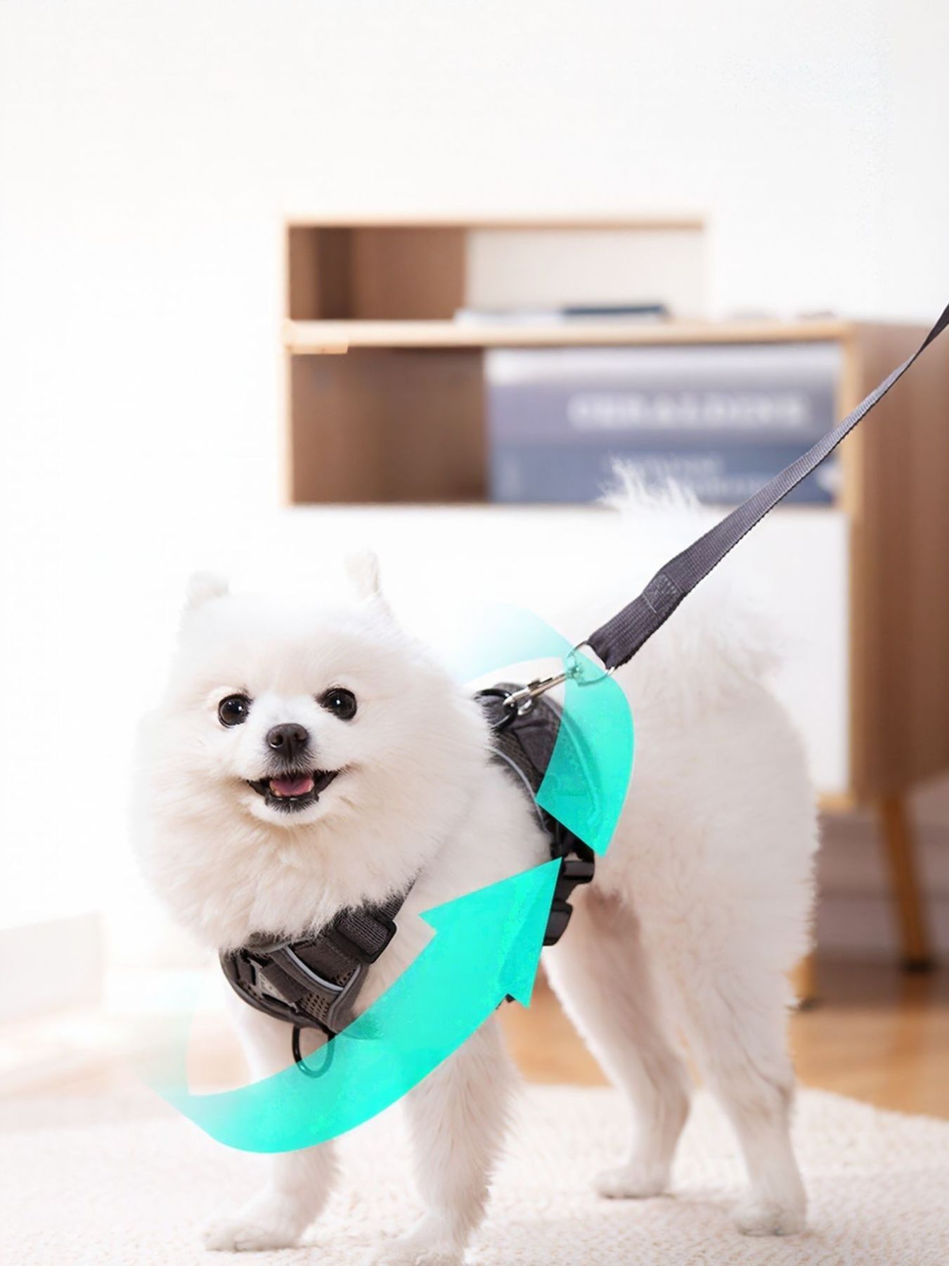 Adjustable Polyester Pet Harness & Leash Set – 2-Piece Walking Set for Dogs & Cats – view 4