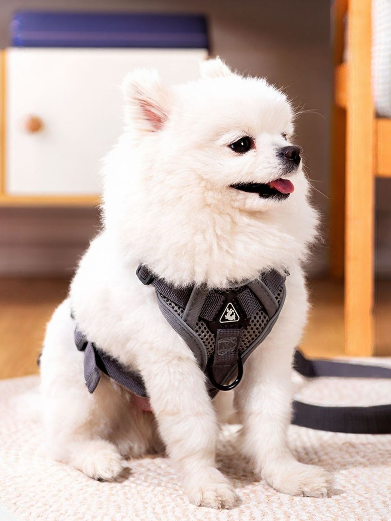 Adjustable polyester pet harness and leash set, two-piece walking set for dogs and cats