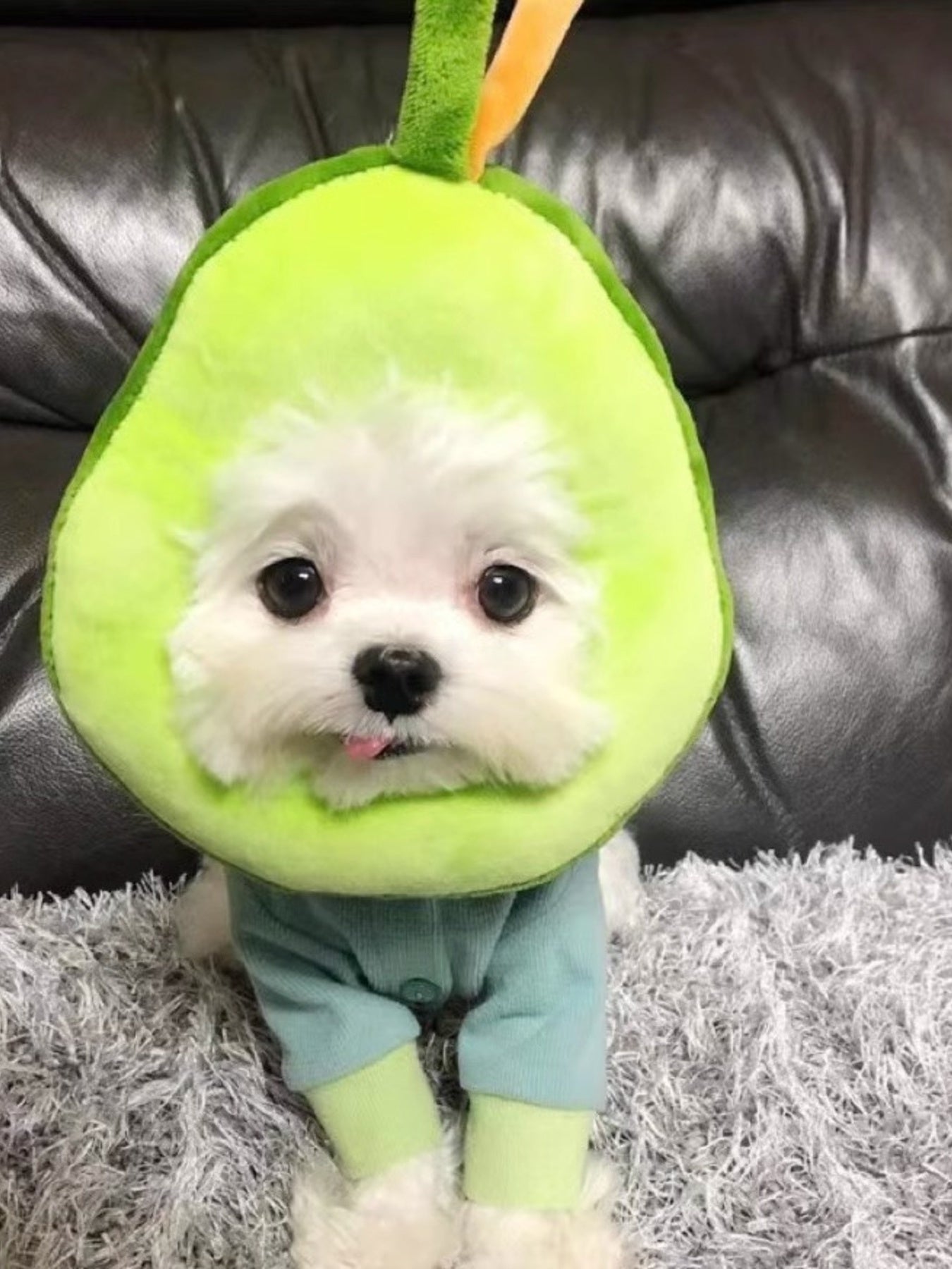 Avocado & Toast Shape Pet Collar – Novelty Decorative Collar for Dogs & Cats – view 2