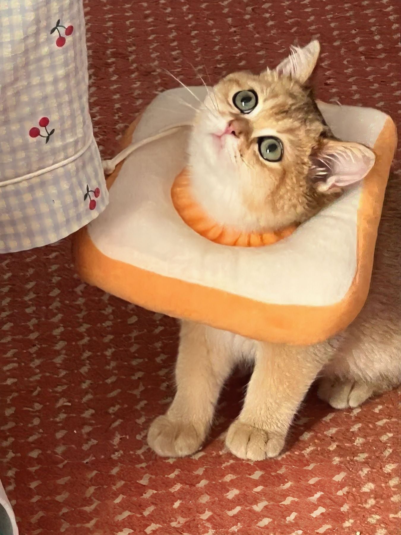 Avocado & Toast Shape Pet Collar – Novelty Decorative Collar for Dogs & Cats – view 6