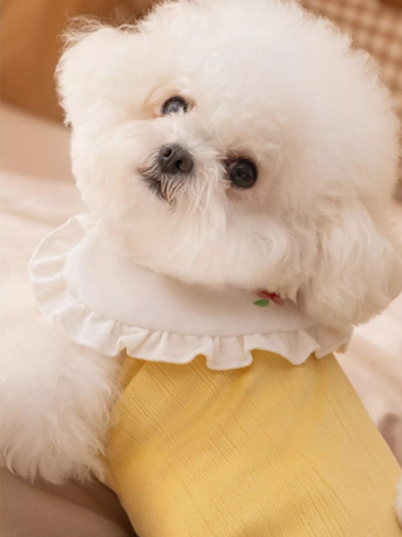 Button-Down Pet Jumpsuit with Ruffle Collar – Embroidered One-Piece Outfit for Dogs & Cats – view 4