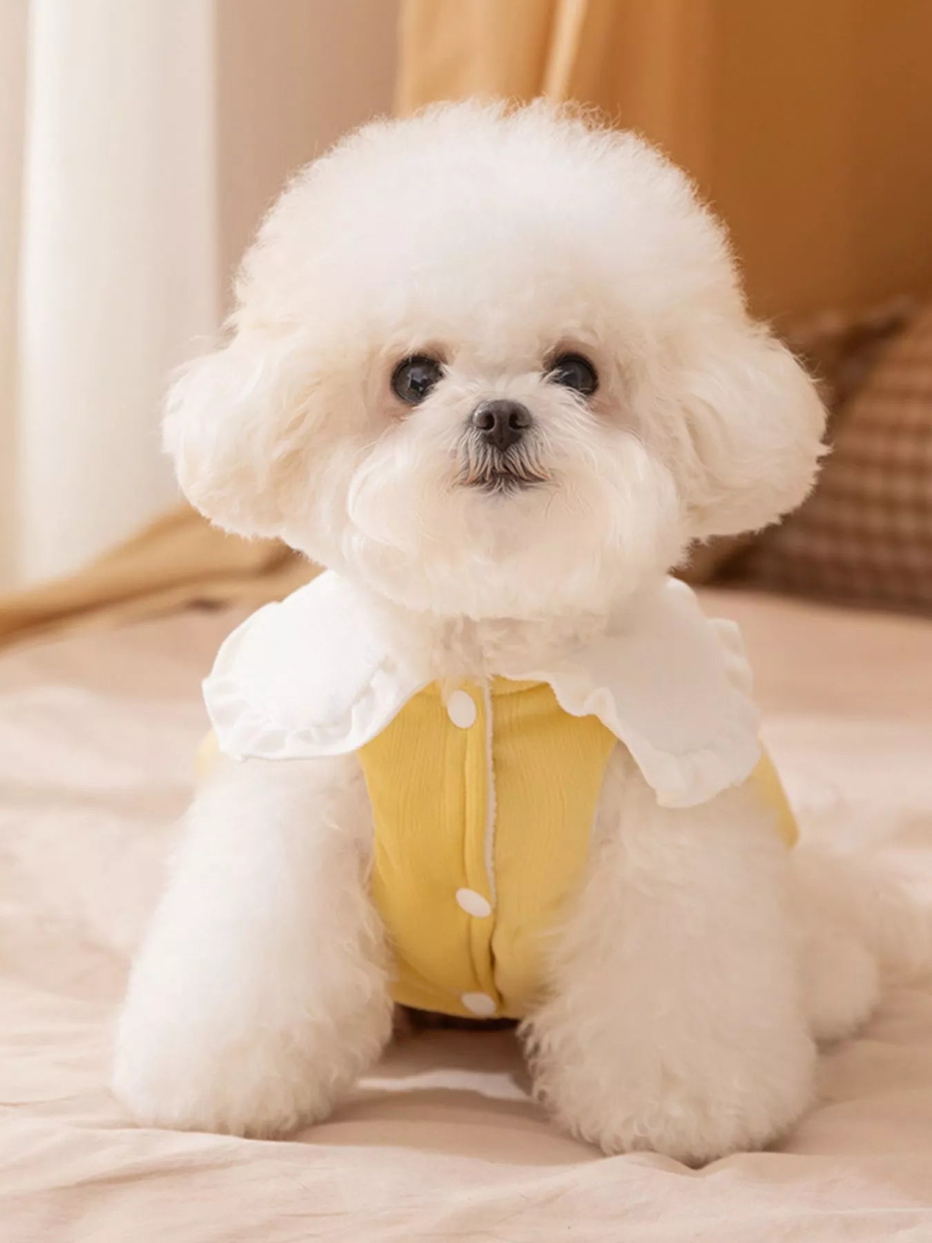 Button-down pet jumpsuit with ruffle collar, embroidered one-piece outfit for dogs and cats