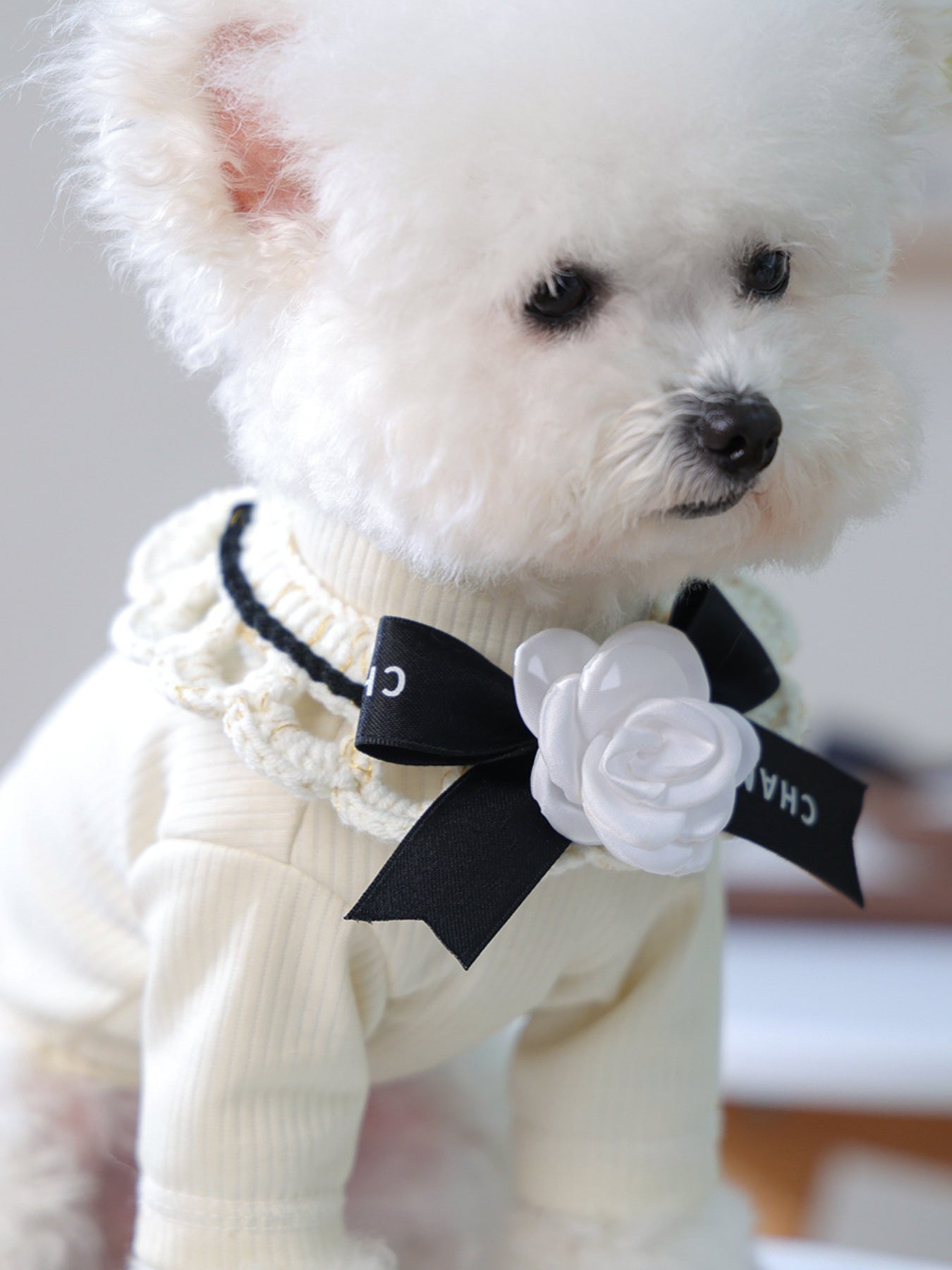 Contrast Lace Bow Pet Scarf – One-Size Neck Accessory for Dogs & Cats – view 19
