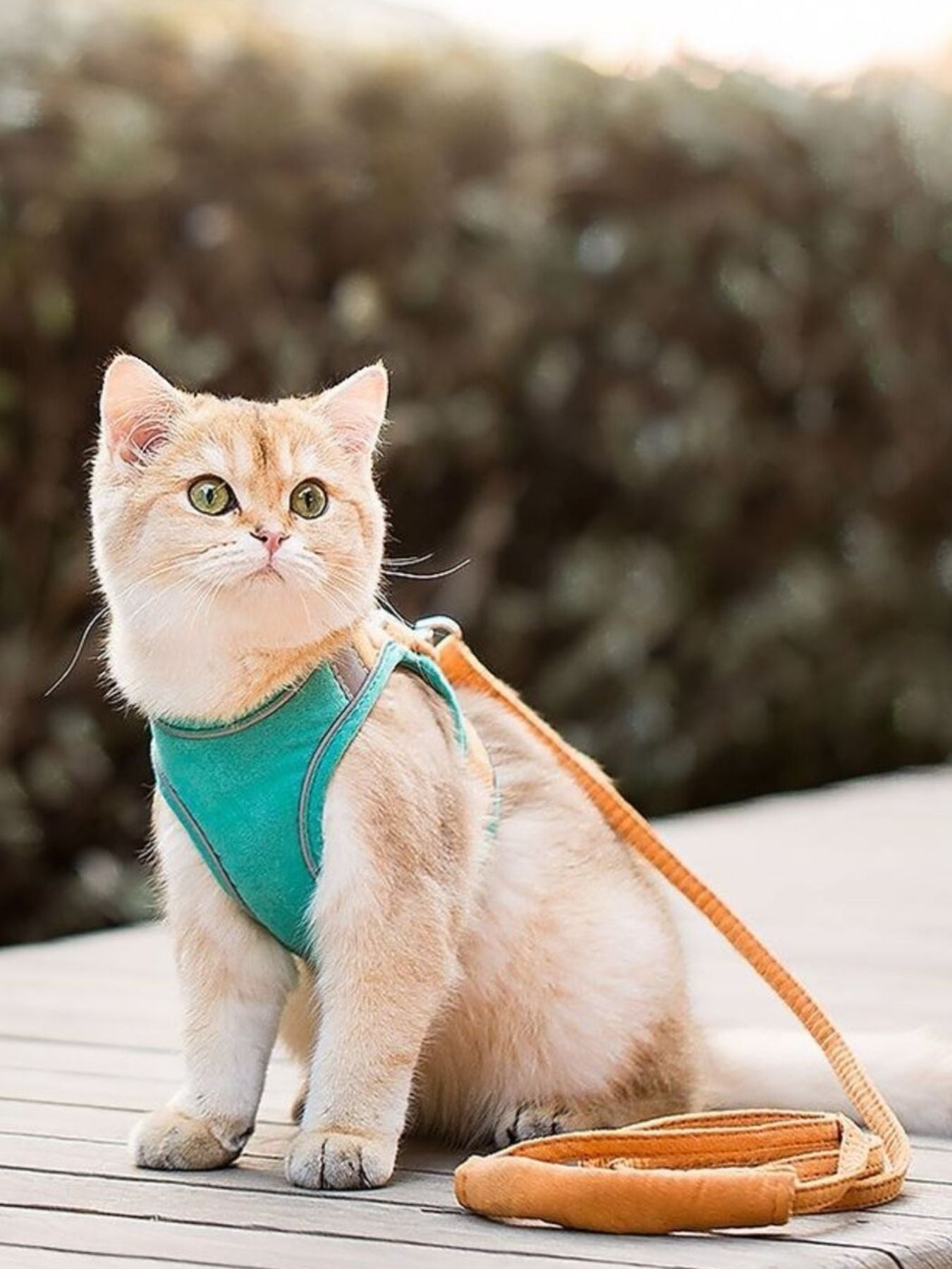 Escape-proof cat harness and leash set, secure walking set for cats and small dogs