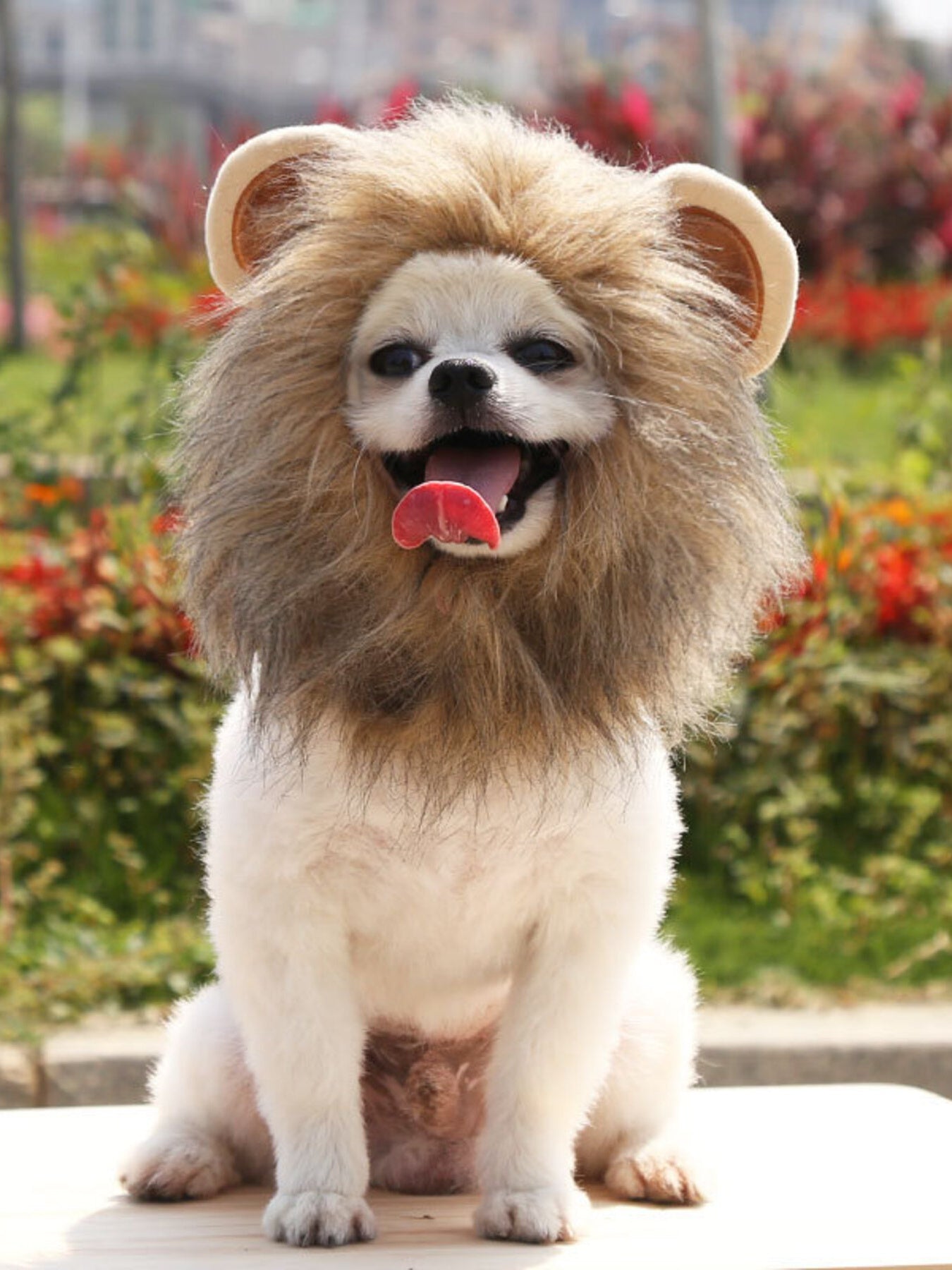 Lion Mane Pet Costume Hood – Soft Polyester Headwear for Dogs & Cats, S–L – view 2
