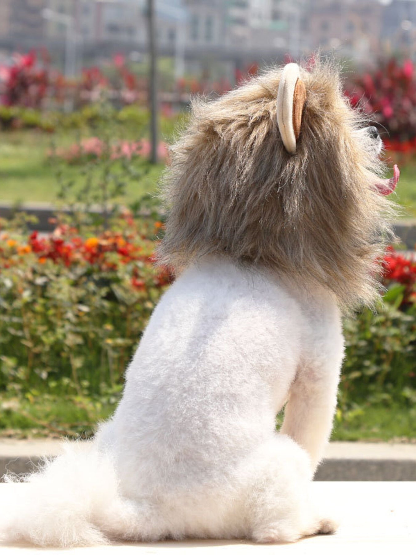 Lion Mane Pet Costume Hood – Soft Polyester Headwear for Dogs & Cats, S–L – view 3