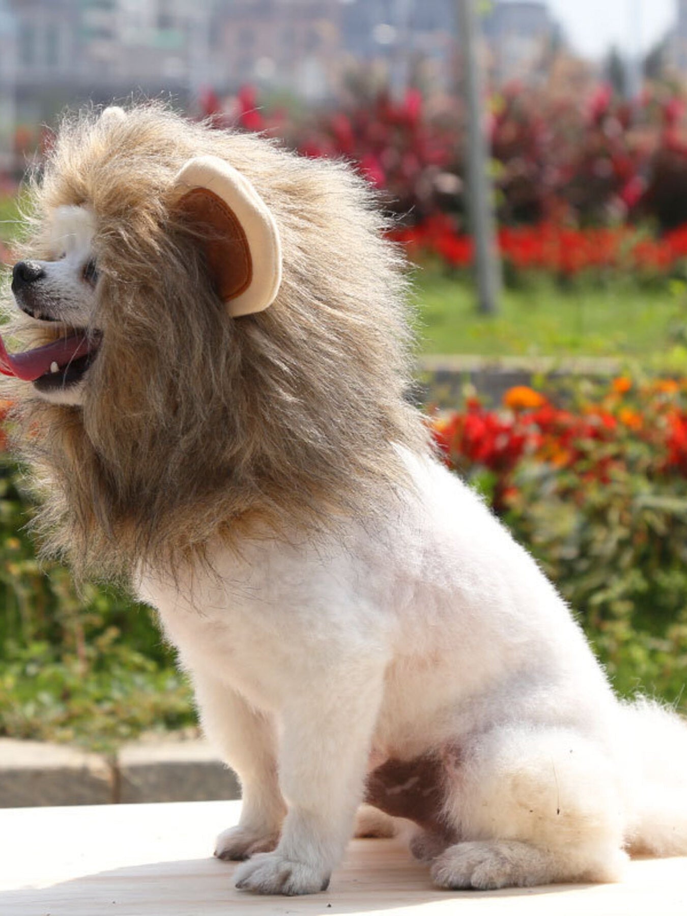 Lion Mane Pet Costume Hood – Soft Polyester Headwear for Dogs & Cats, S–L – view 4