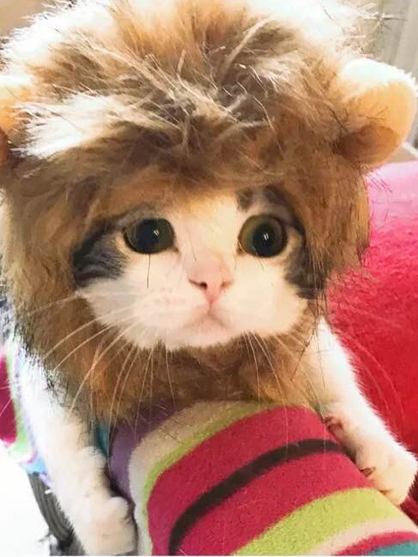 Lion Mane Pet Headwear – Novelty Costume Hood for Dogs & Cats – view 2