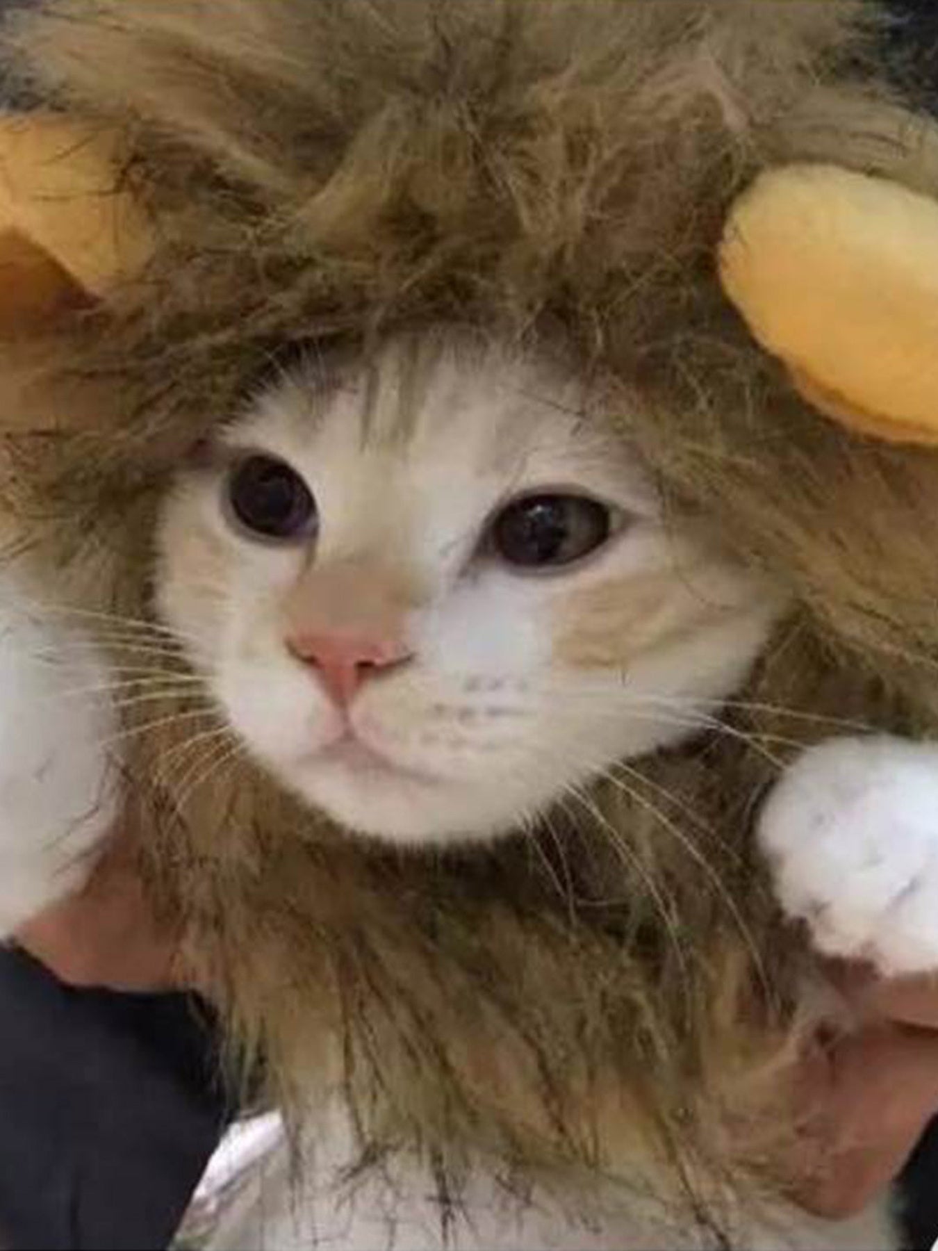Lion Mane Pet Headwear – Novelty Costume Hood for Dogs & Cats – view 3