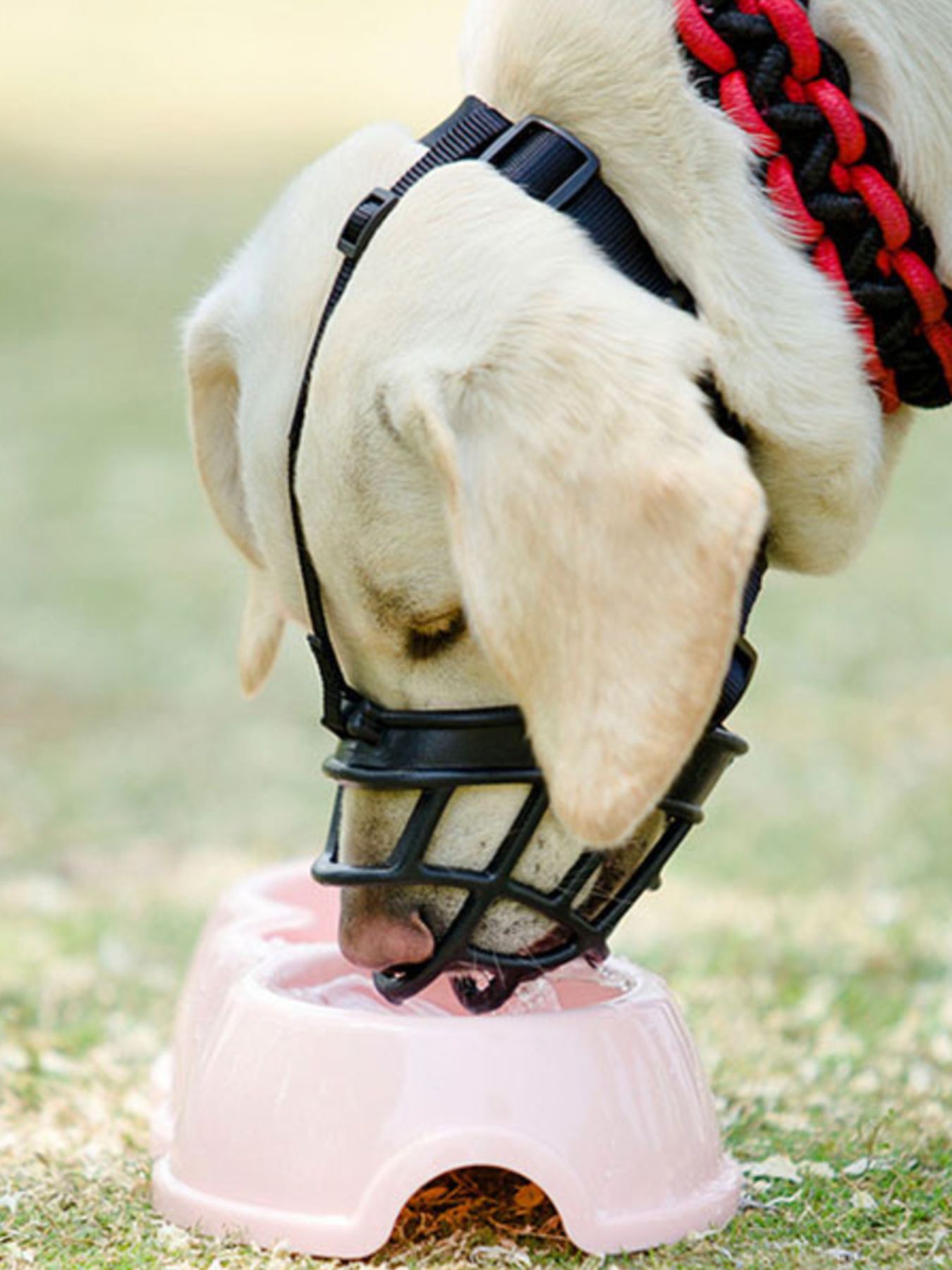 Plastic Anti-Bite Pet Muzzle – Lightweight Safety Muzzle for Dogs & Cats in 7 Sizes – view 3