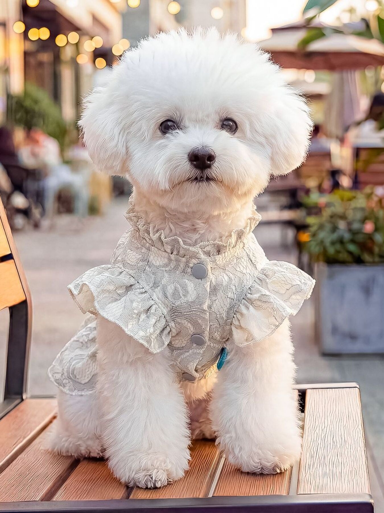 Ruffled Lace Bow Pet Dress – Elegant Polyester Party Dress for Dogs & Cats – view 3