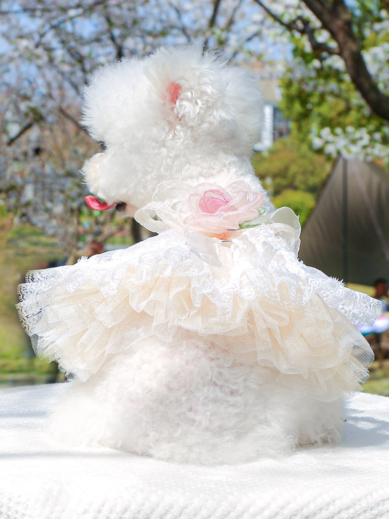Ruffled Lace Pet Dress – Embroidered Bow-Detail Dress for Dogs & Cats – view 2