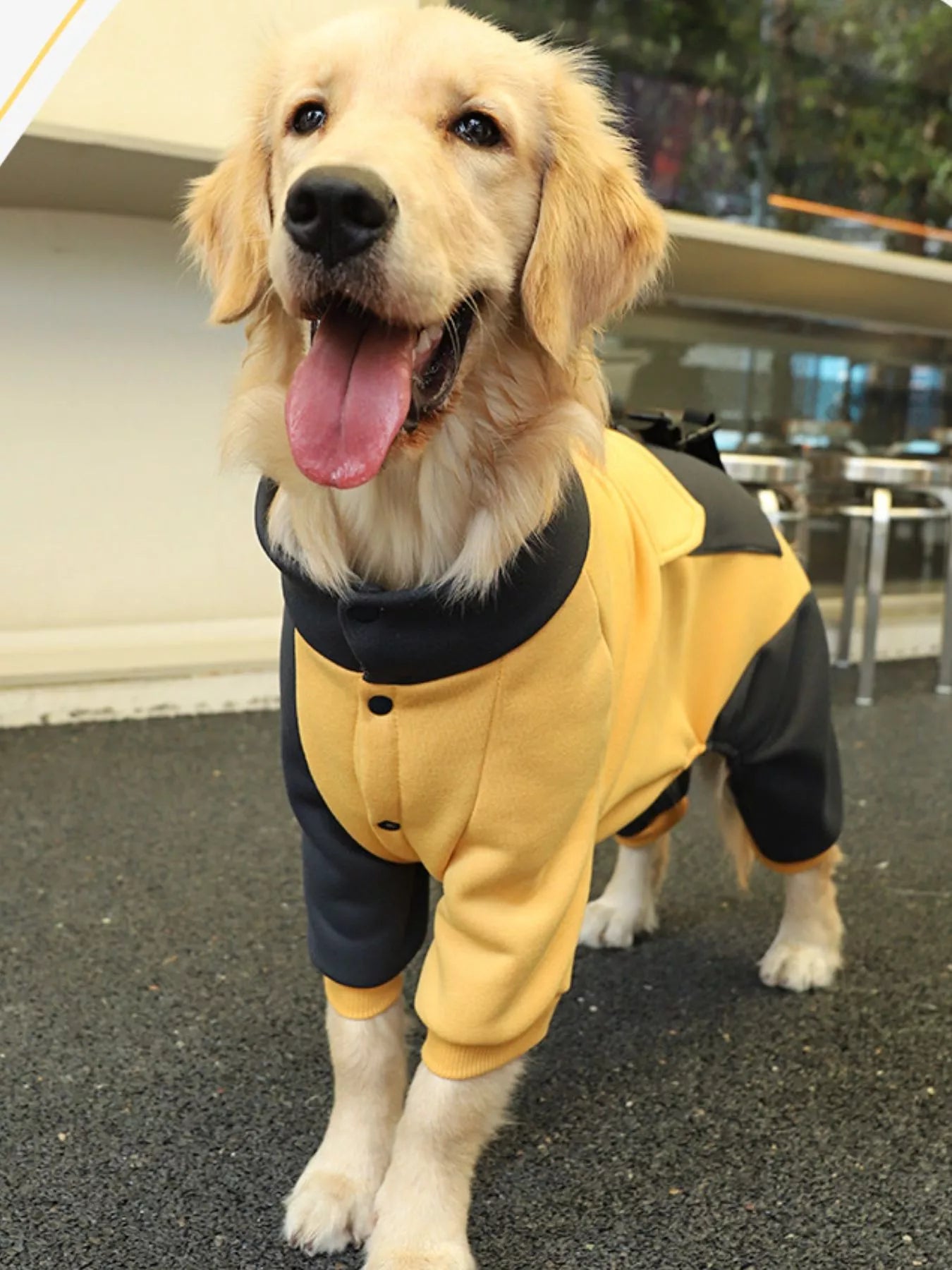 Two-Tone Button-Up Dog Jacket – Warm Outerwear for Large & Extra-Large Breeds – view 3