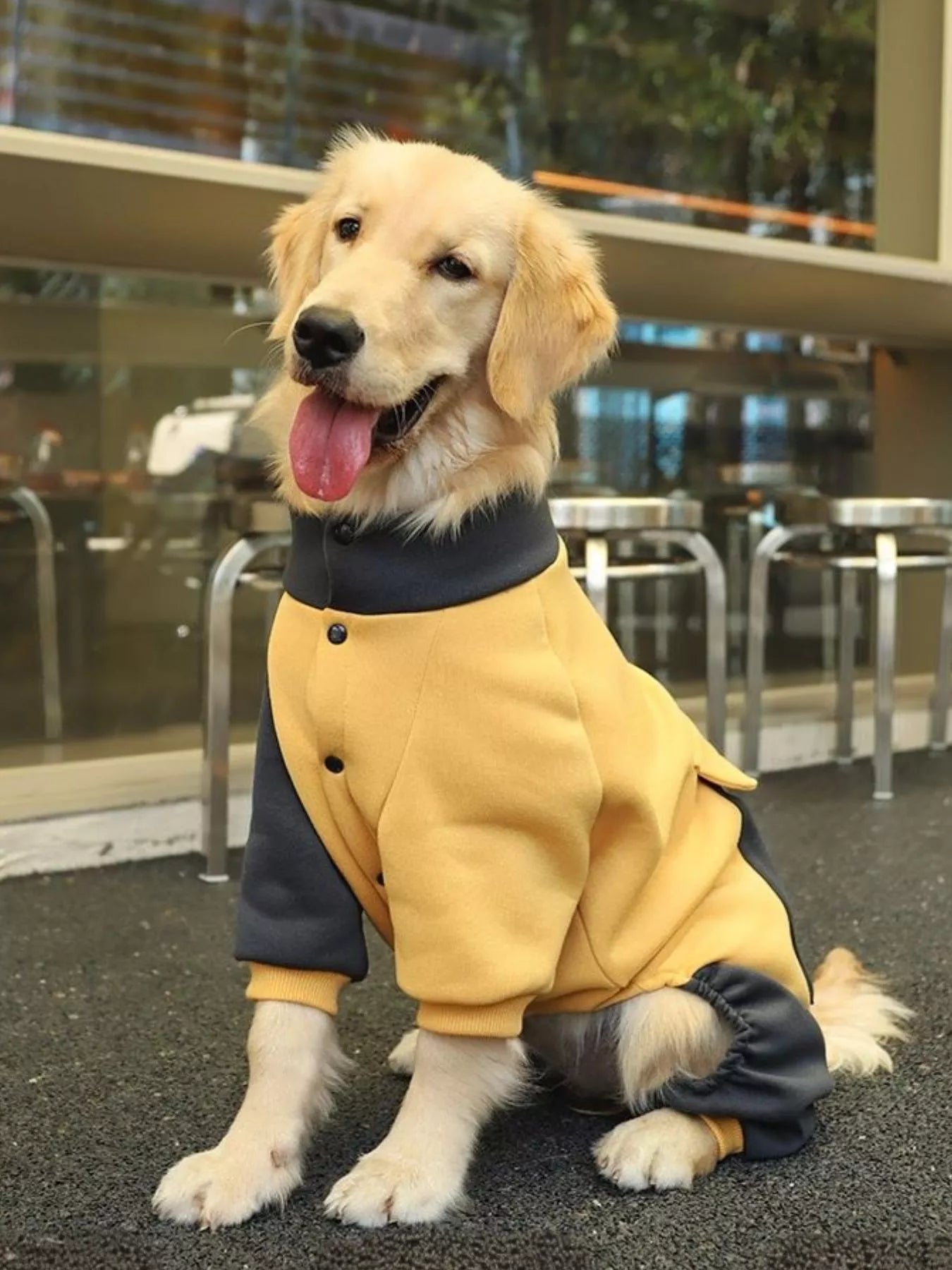 Two-tone button-up dog jacket, warm outerwear for large and extra-large breeds