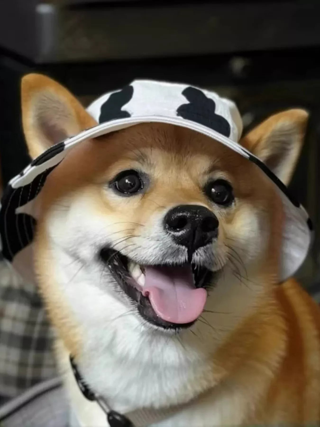 Wide-Brim Pet Bucket Hat – Cute Outdoor Sun Hat for Dogs & Cats – view 2