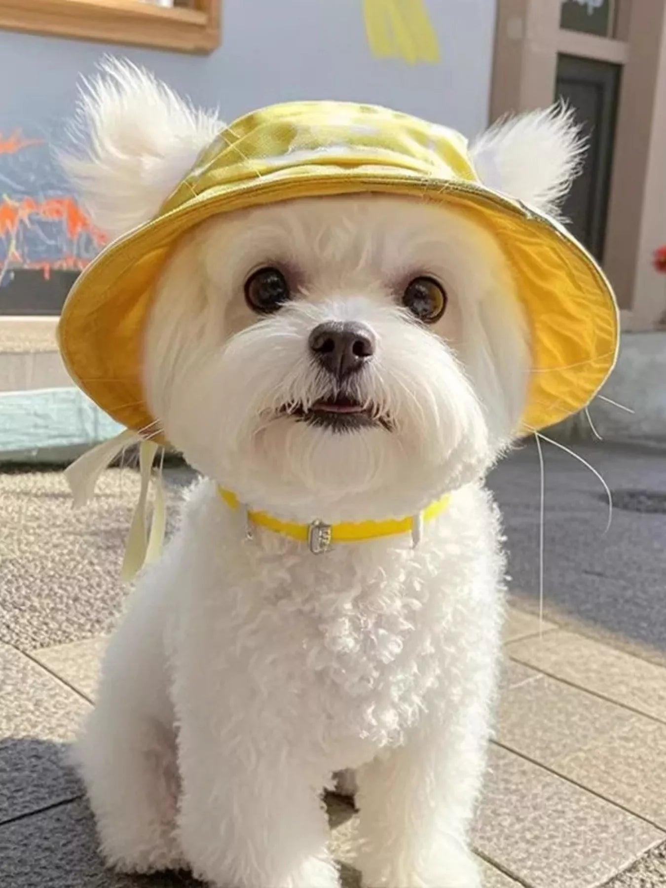Wide-Brim Pet Bucket Hat – Cute Outdoor Sun Hat for Dogs & Cats – view 6